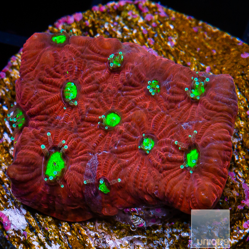 jc-War Coral 34 16.JPG