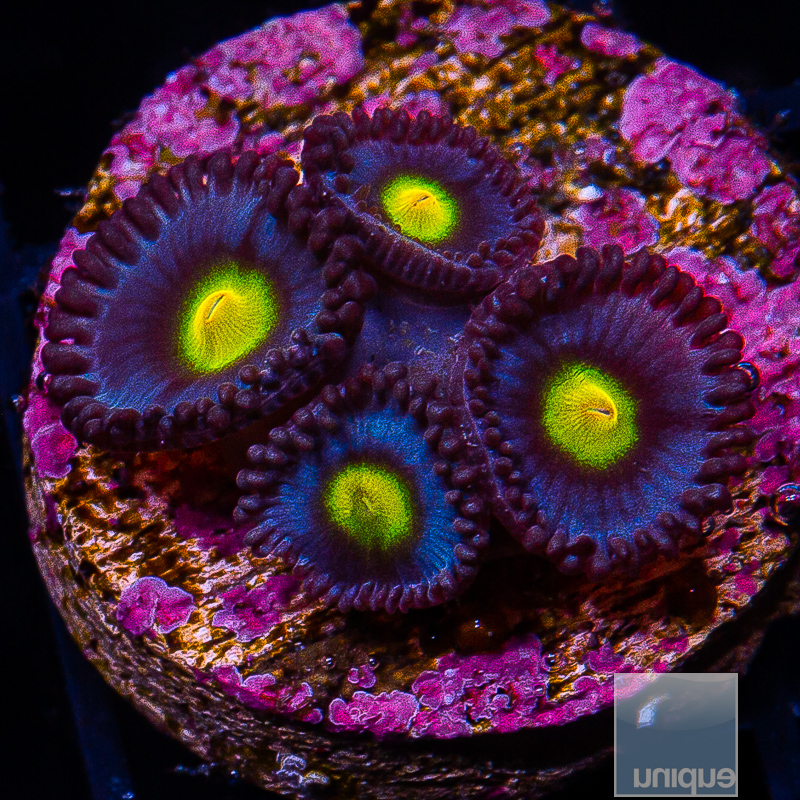 jc-WWC AOI Zoanthid 119 62.JPG