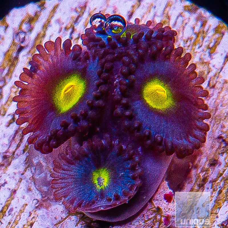 jc-WWC AOI Zoanthid 119 82.JPG