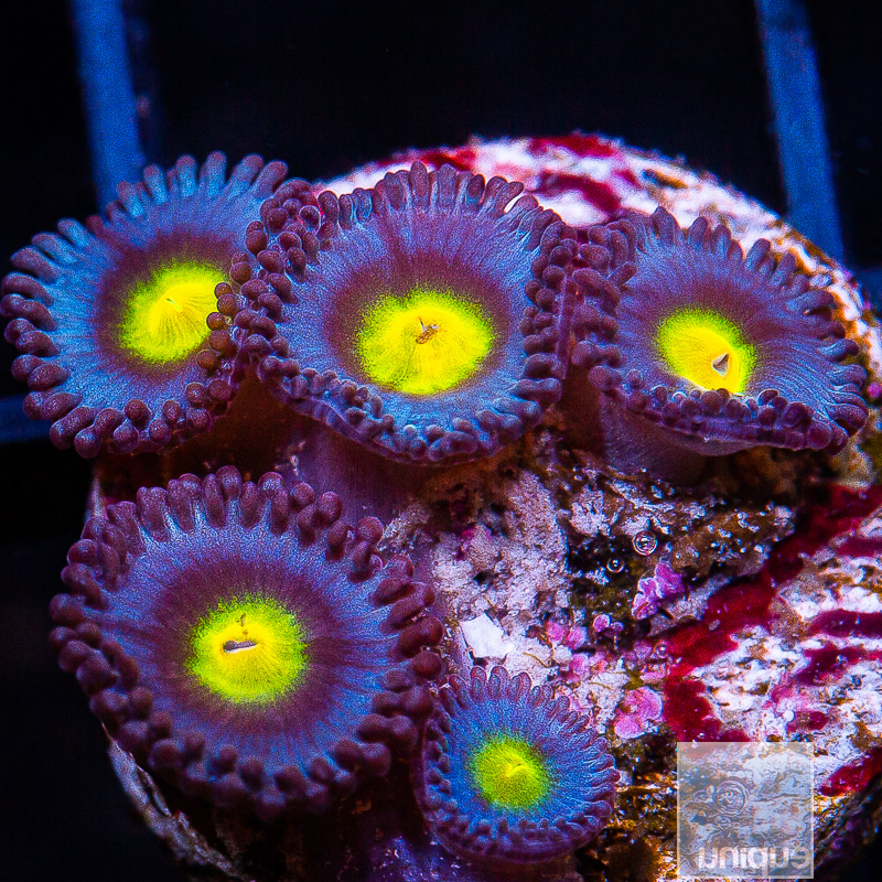 jc-WWC AOI Zoanthid 149 86.JPG