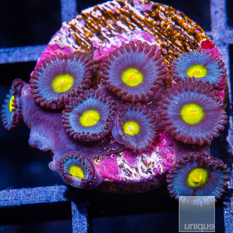 JC-WWC AOI Zoanthid 279 116.JPG