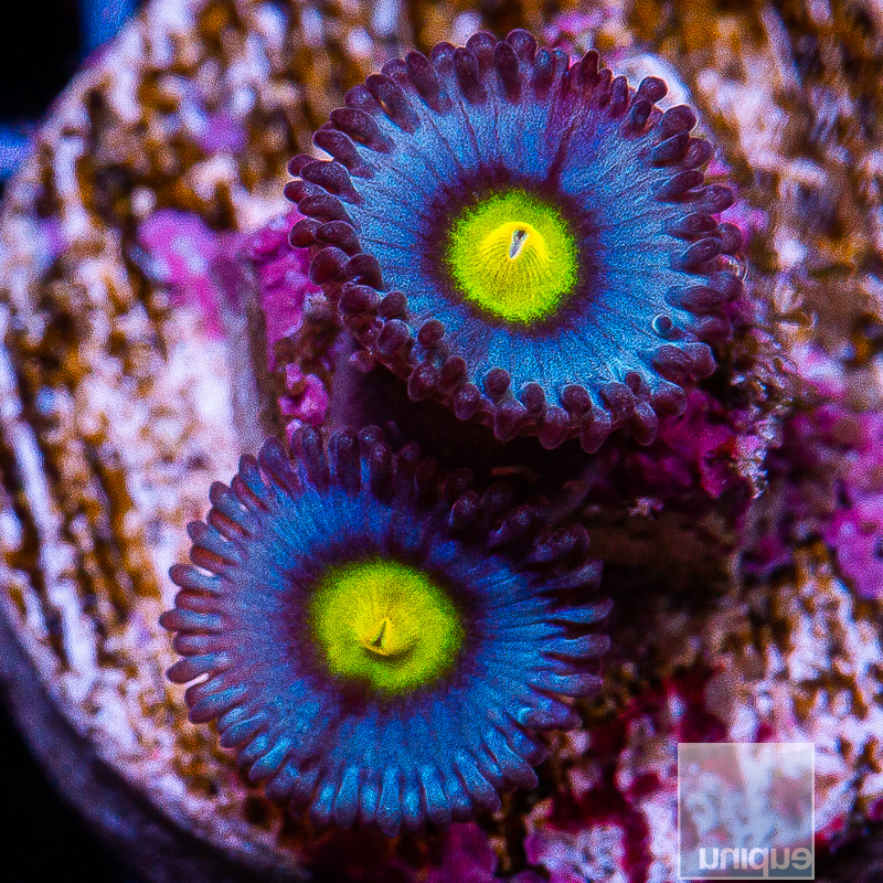 jc-WWC AOI Zoanthid 59 24.JPG