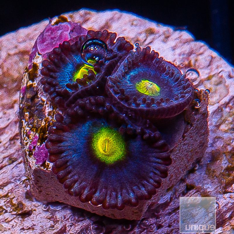 jc-WWC AOI Zoanthid 89 46.JPG