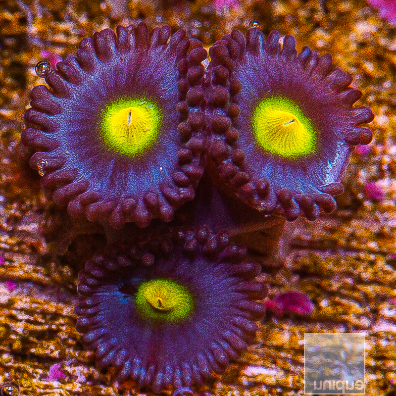 jc-WWC AOI Zoanthid 89 56.JPG