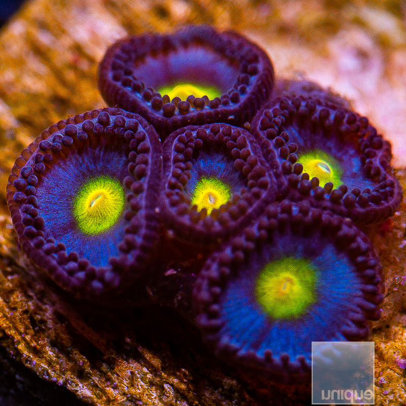 jc-WWC AOI Zoanthid 99 55.JPG