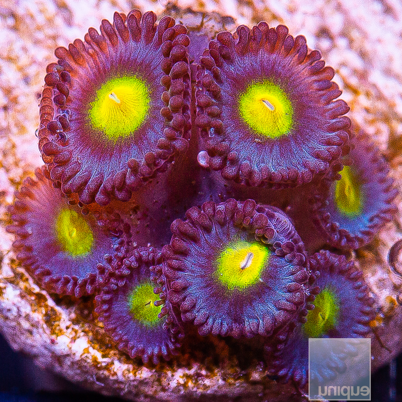 JC-WWC AOI Zoanthid Colony 209 165.JPG