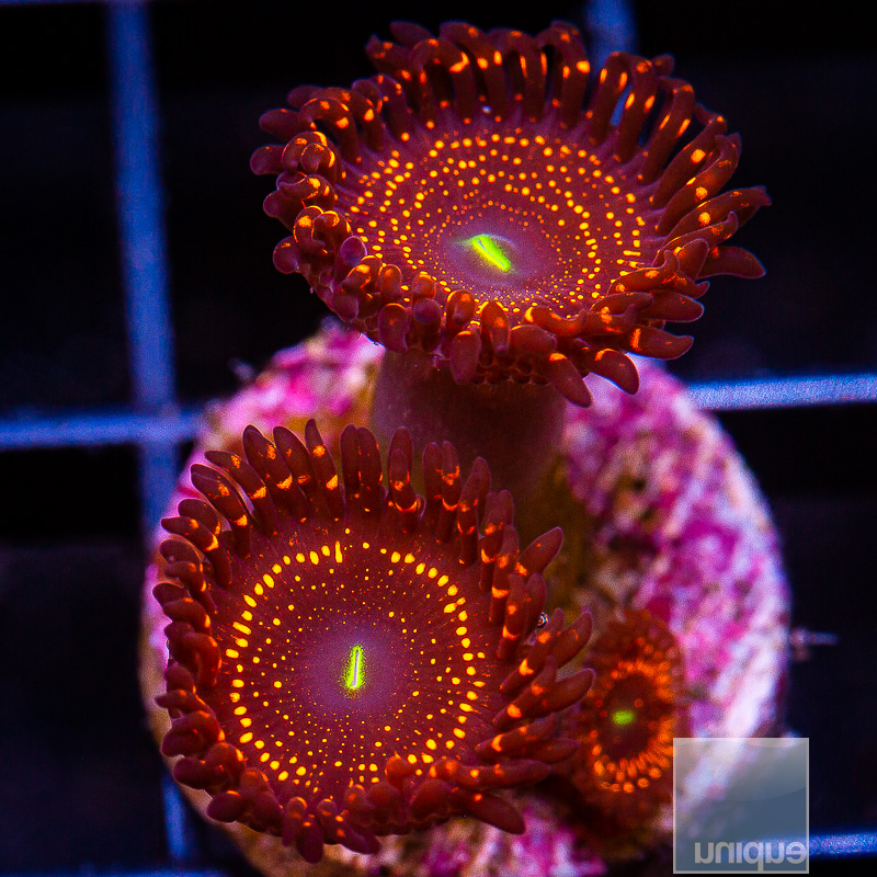 jc-WWC Illuminati Zoanthid 149 96.JPG