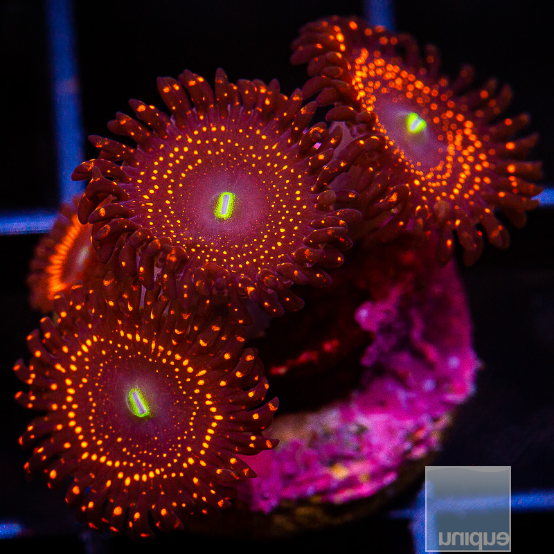 jc-WWC Illuminati Zoanthid 169 92.JPG