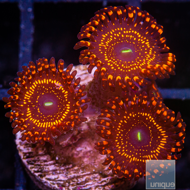 JC-WWC Illuminati Zoanthid 219 106.JPG