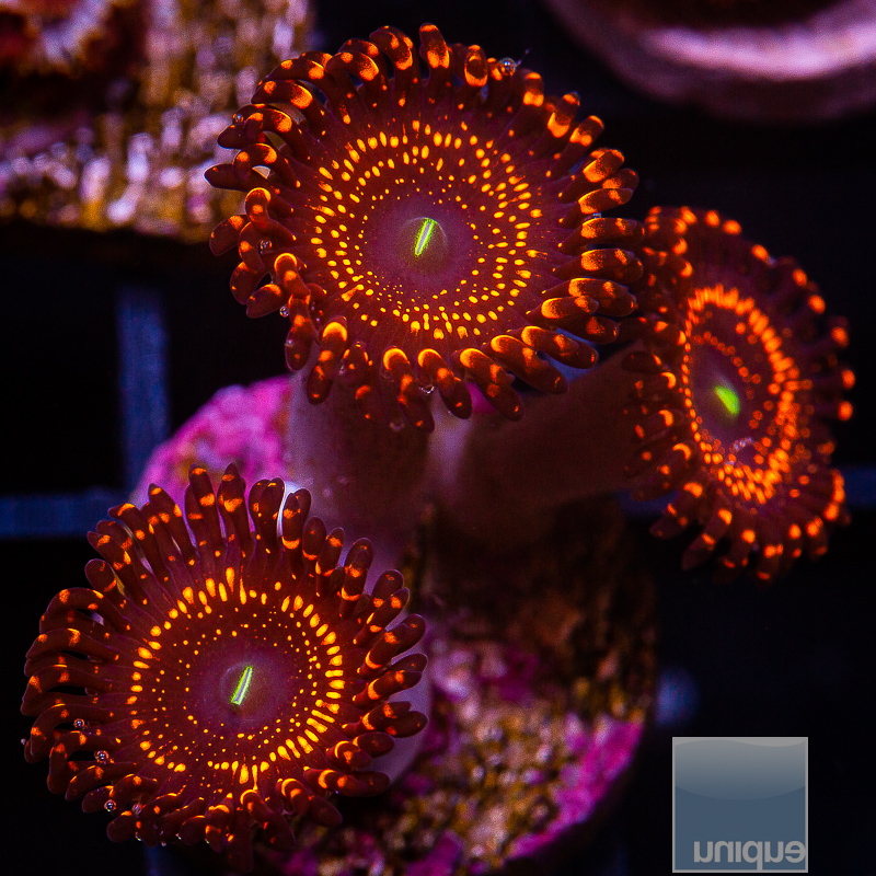 JC-WWC Illuminati Zoanthid 219 115.JPG