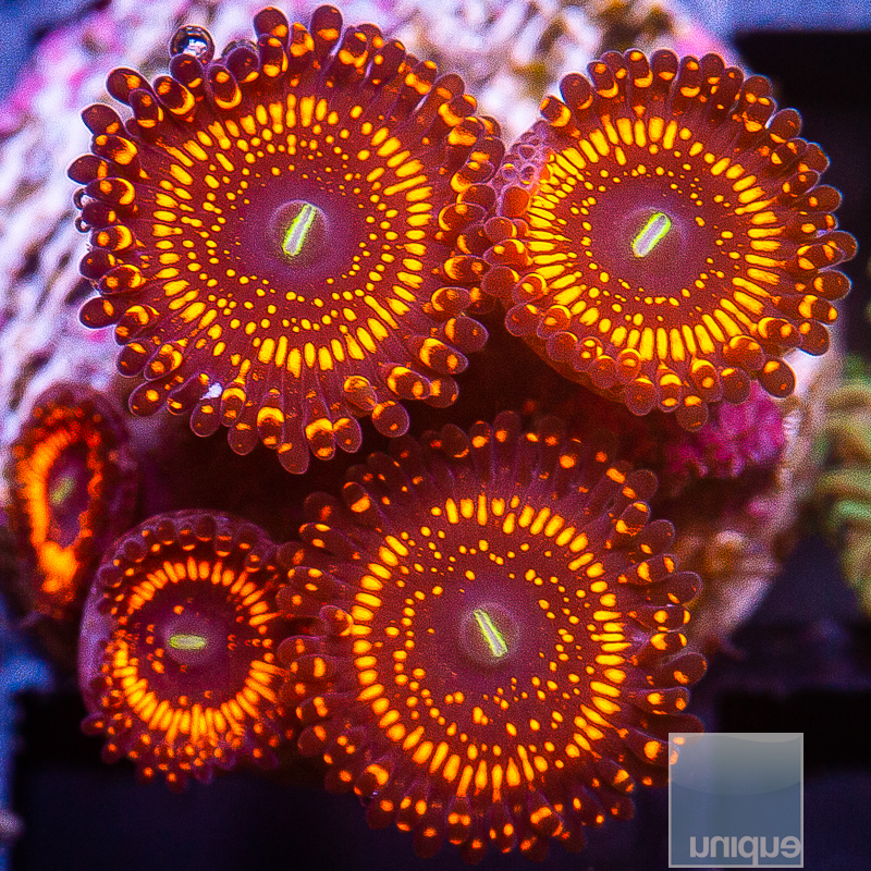 jc-WWC Illuminati Zoanthid 349 160.JPG