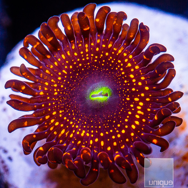 jc-WWC Illuminati Zoanthid 39 22.JPG