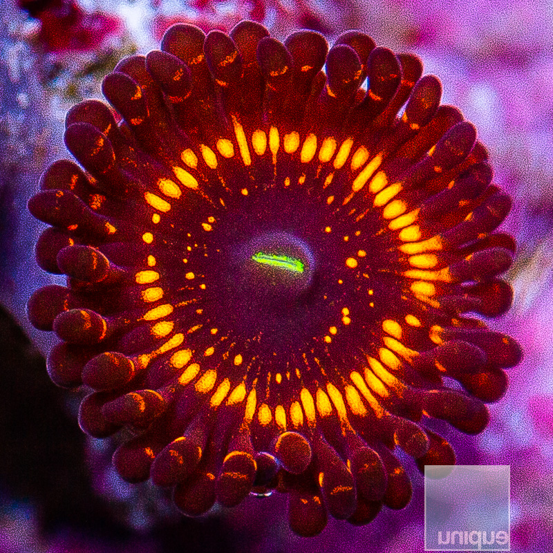 jc-WWC Illuminati Zoanthid 49 15.JPG