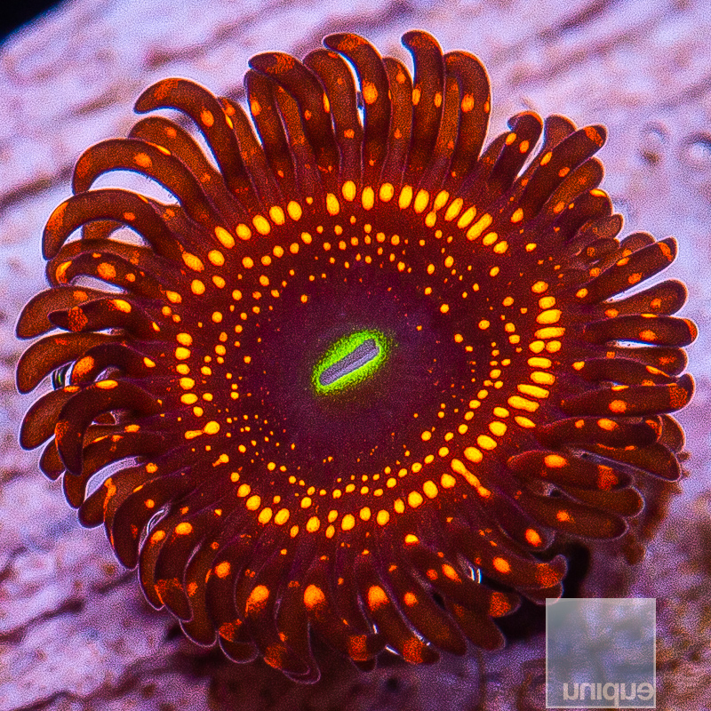 JC-WWC Illuminati Zoanthid 69 28.JPG