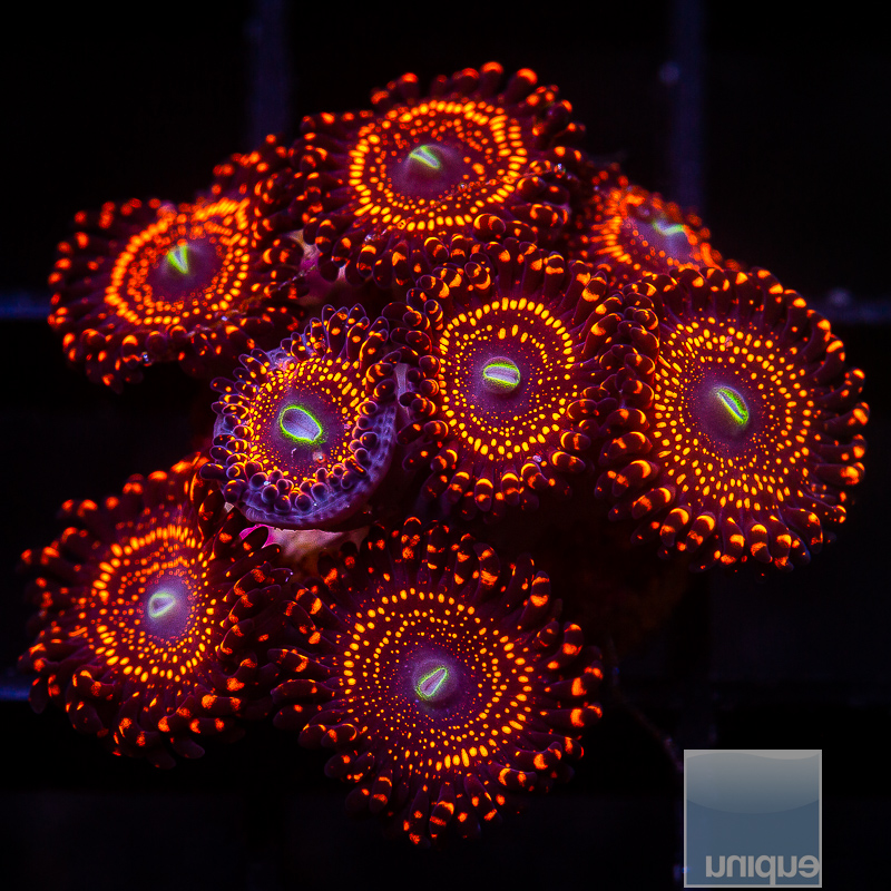 JC-WWC Illuminati Zoanthid Colony 559 420.JPG