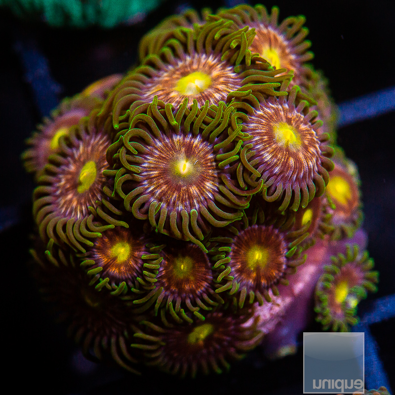 JC-Zoanthid 59 20 (1).JPG