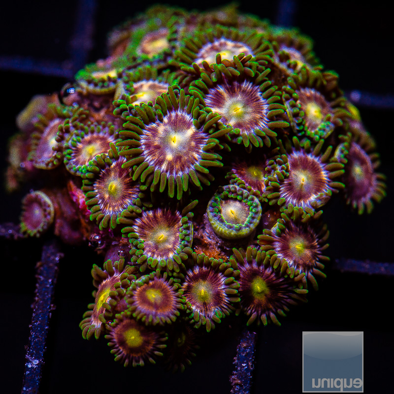 jc-Zoanthid Colony 99 46.JPG