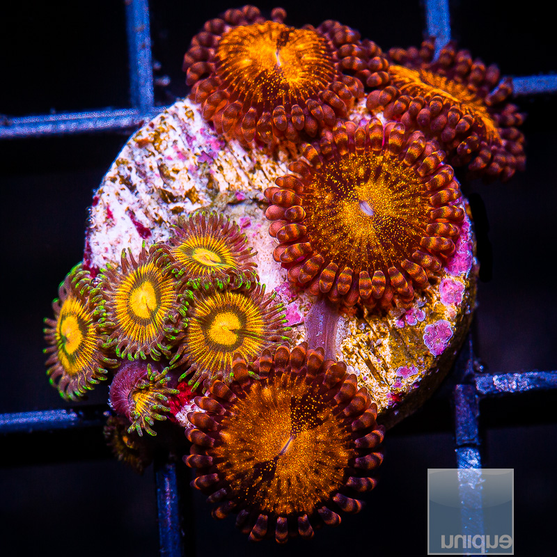 jc-Zoanthid Combo 89 46.JPG