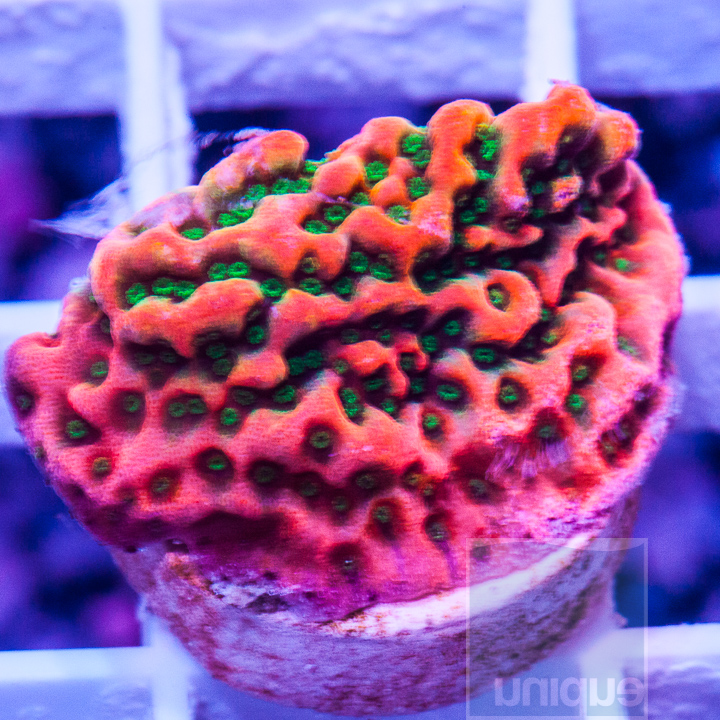 JC1- RRA Tropic Thunder Montipora- 99.jpg