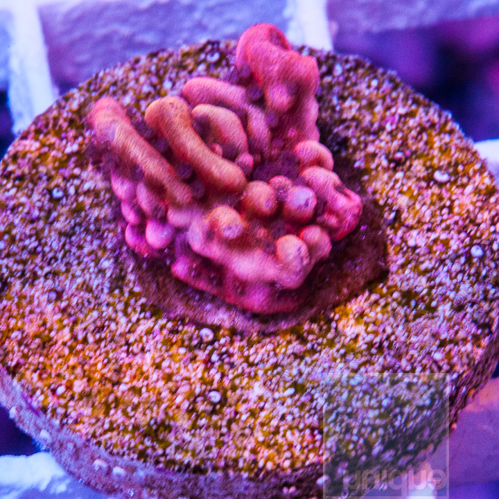 JC1half- RRA Nauti Spiral Montipora- 49.jpg