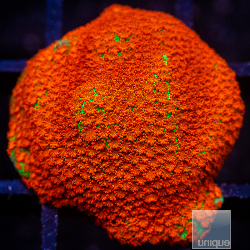 JC_Orange Polyp Montipora 44 26.JPG