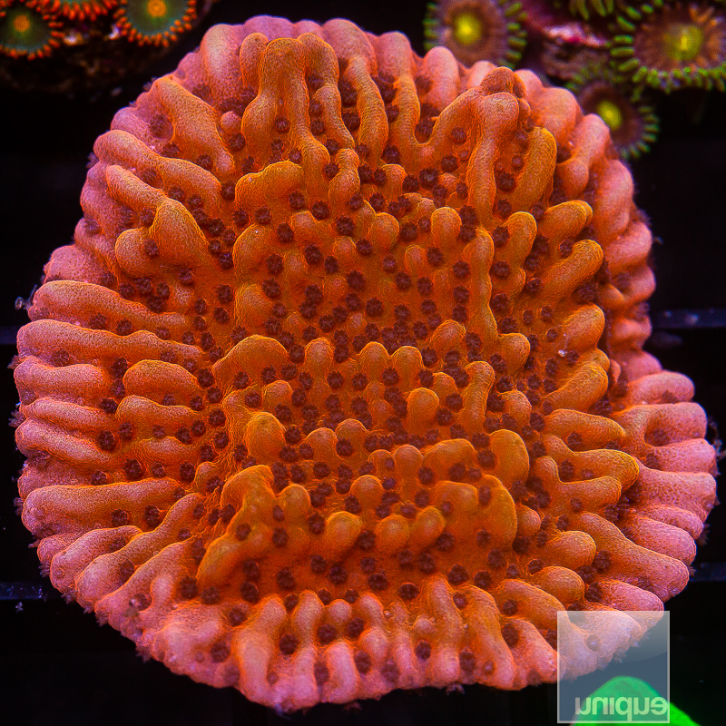 JC_RR Nauti Spiral Montipora 59 26.JPG