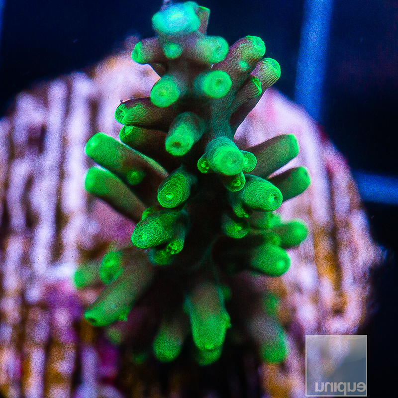 JC_UC Dragon Tails Acropora 119 65.JPG