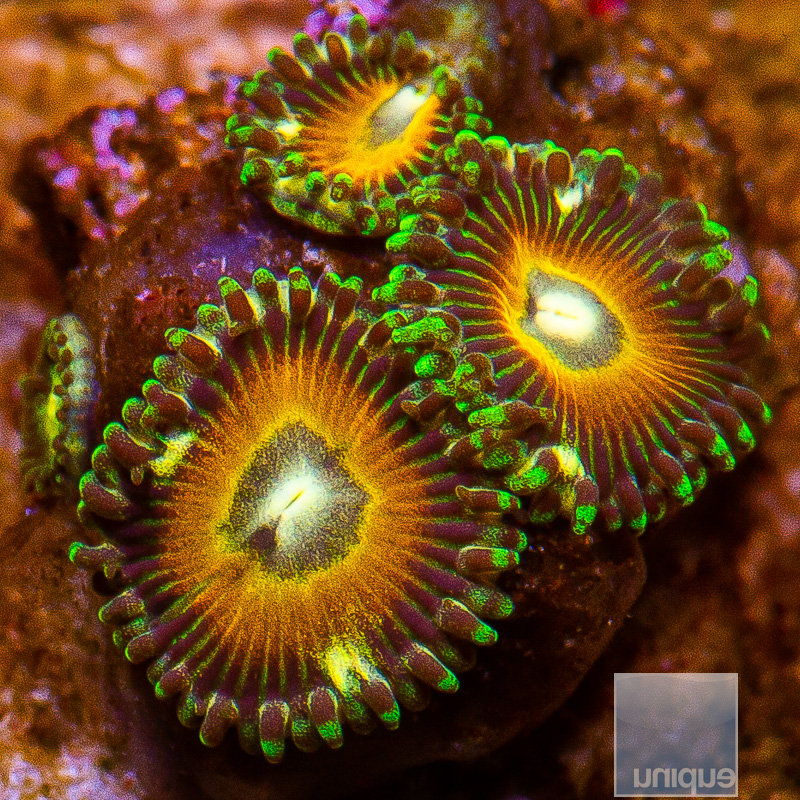 jcc-Golden Zoanthid 49 26.JPG