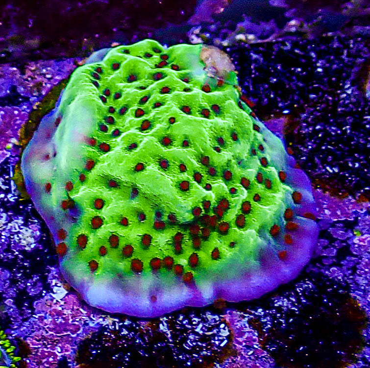 Jedi Mind Trick Montipora -235.JPG