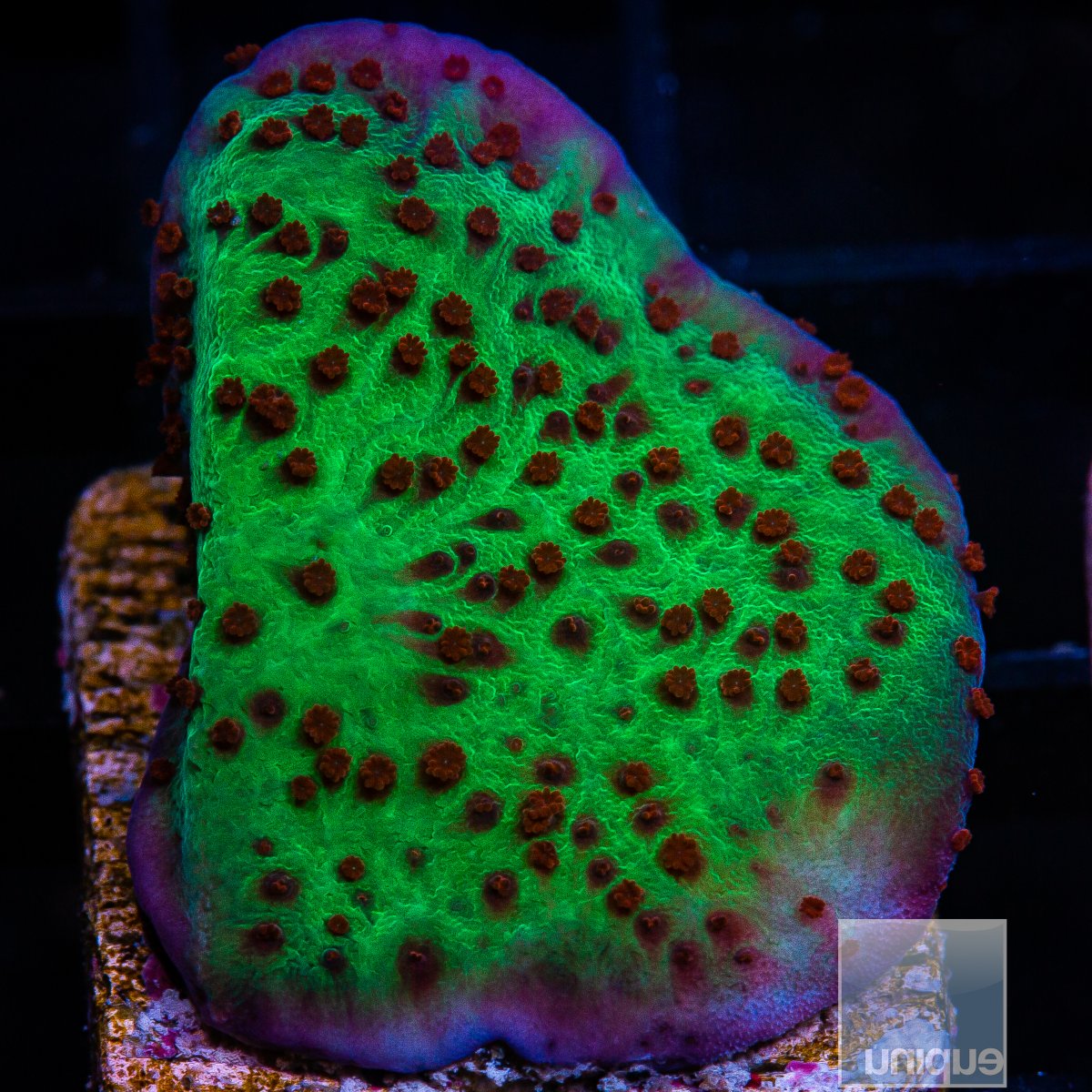 Jedi Mind Trick Montipora 32 10.JPG