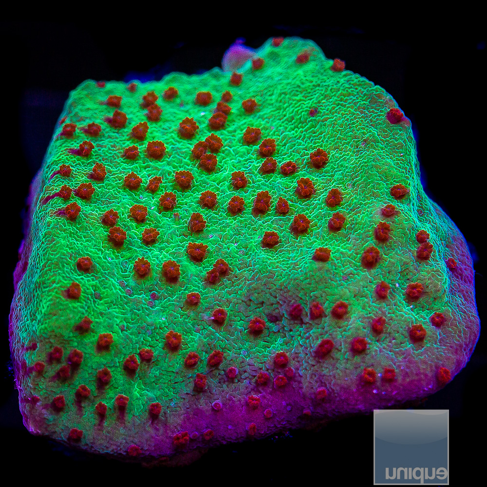 Jedi Mind Trick Montipora 32 10.JPG