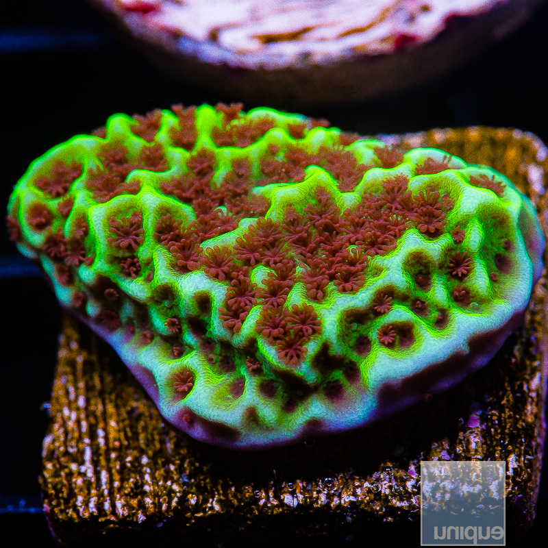 Jedi Mind Trick Montipora 34 10 (1).JPG