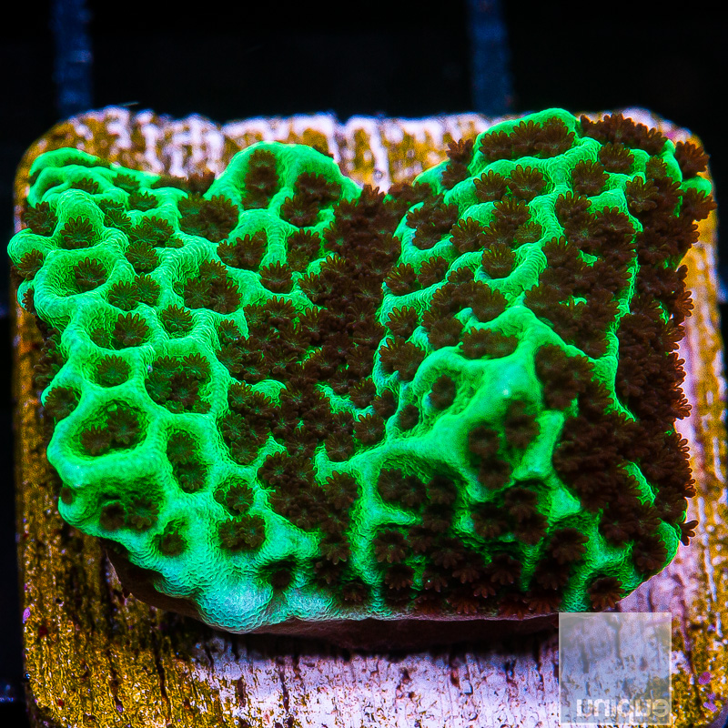 Jedi Mind Trick Montipora 34 10.JPG