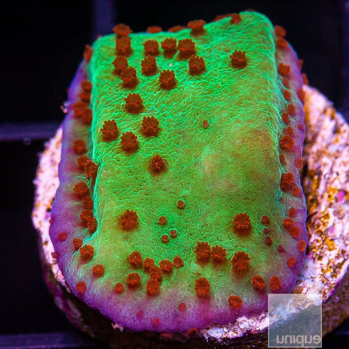 Jedi Mind Trick Montipora 34 10.JPG