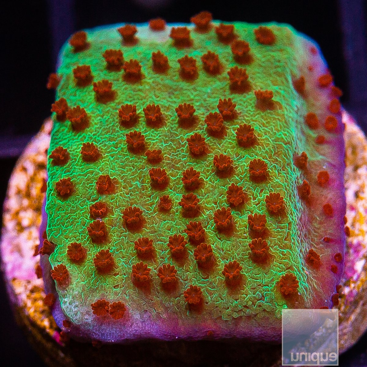 Jedi Mind Trick Montipora 34 10.JPG