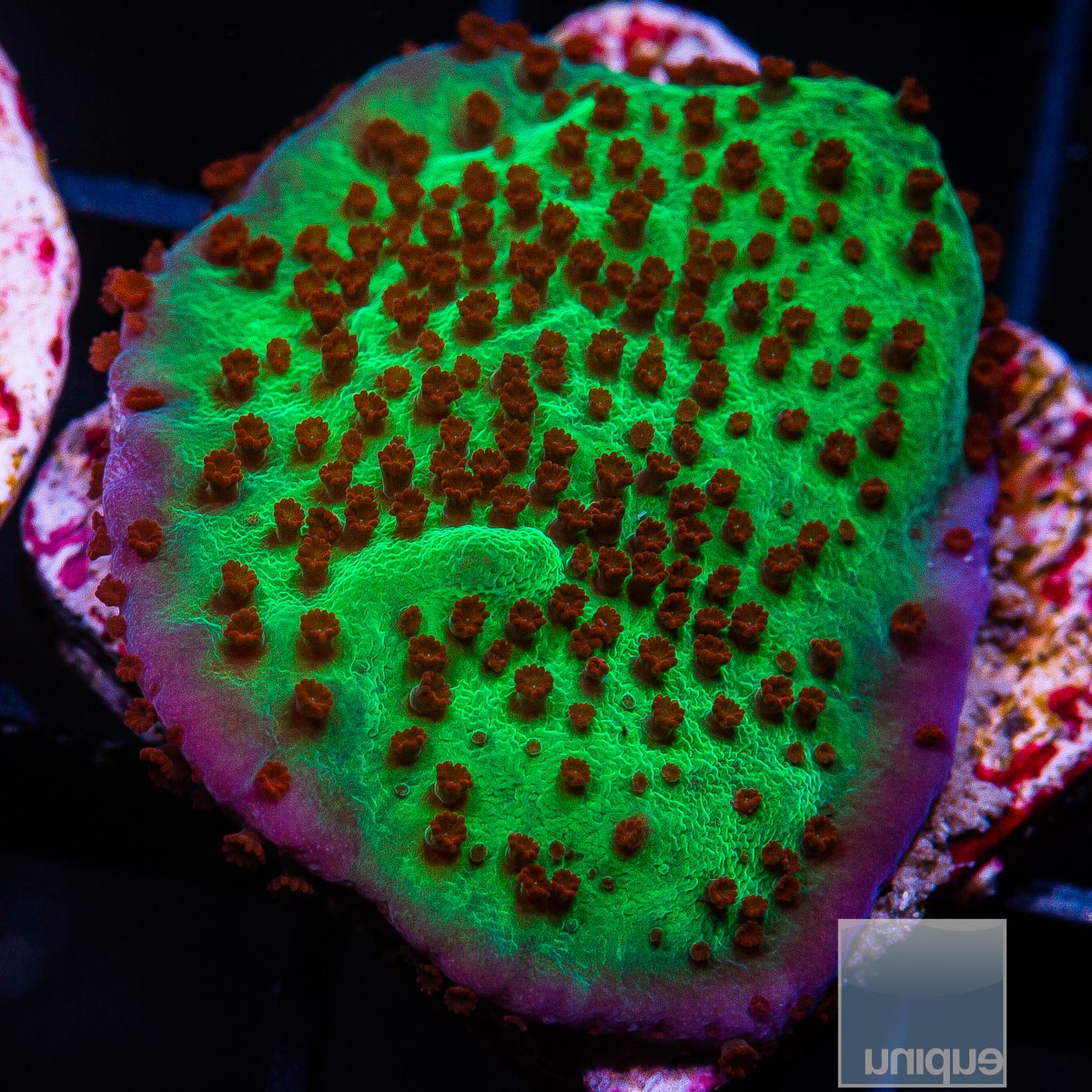 Jedi Mind Trick Montipora 34 10.JPG