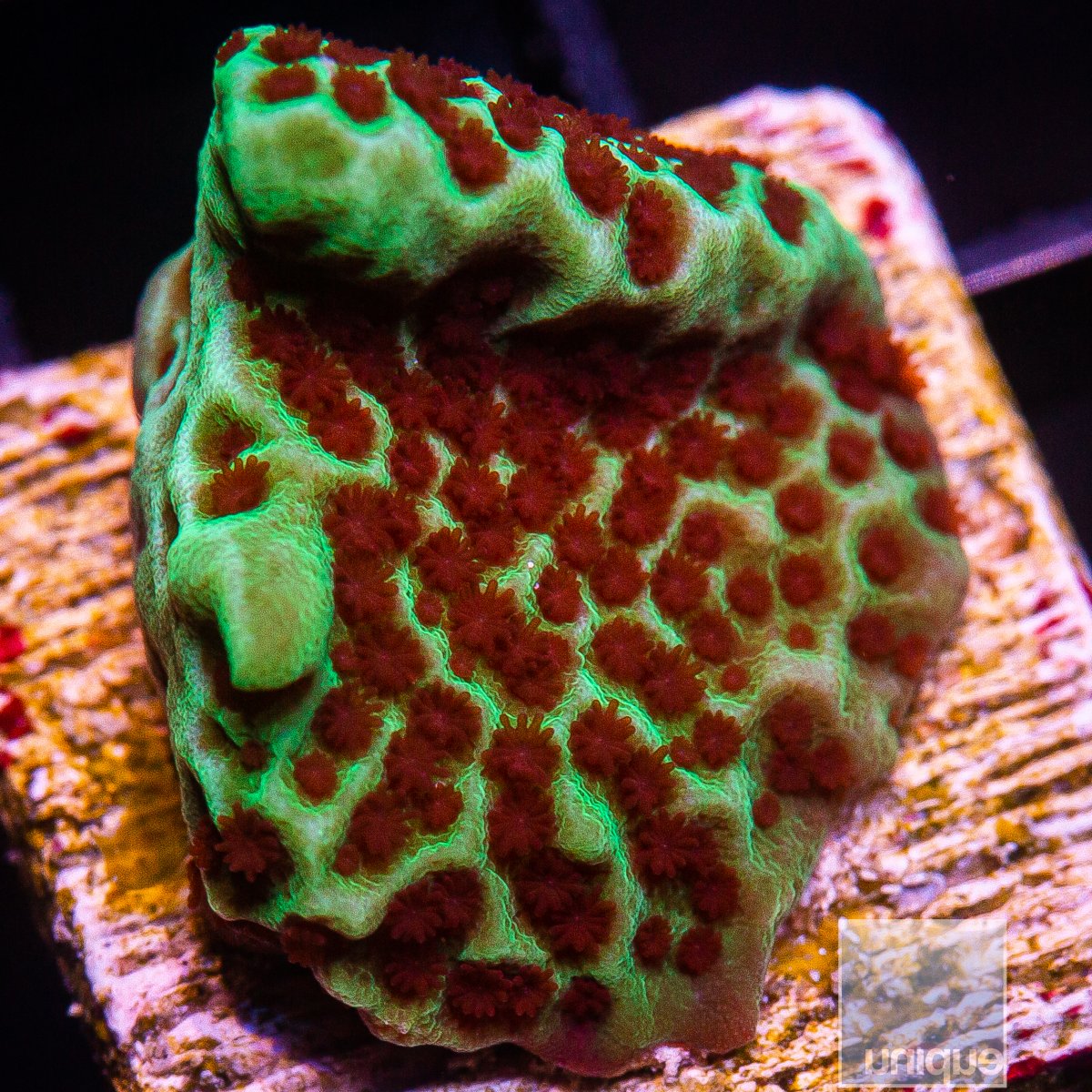 Jedi Mind Trick Montipora 34 16.JPG