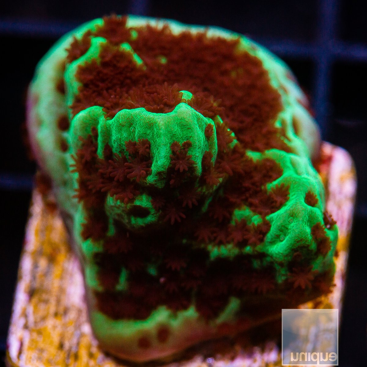 Jedi Mind Trick Montipora 34 16.JPG