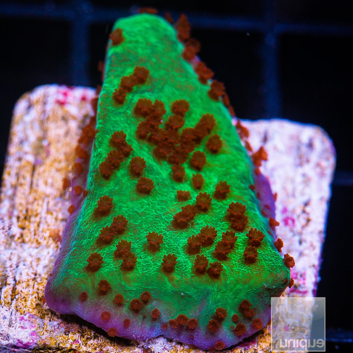 Jedi Mind Trick Montipora 34 5.JPG