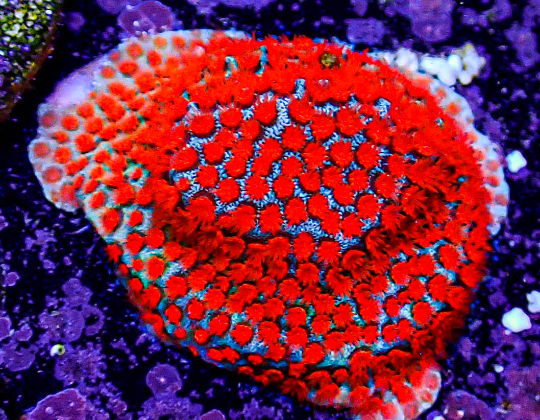 JF Aquaman Montipora -213.JPG