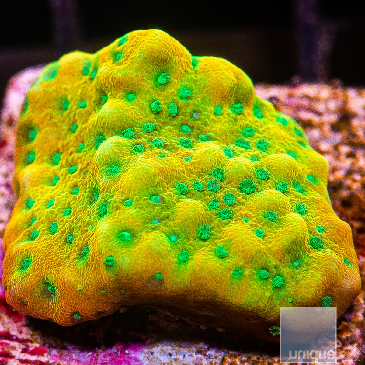 JF Beach Bum Montipora 79 45 (1).JPG