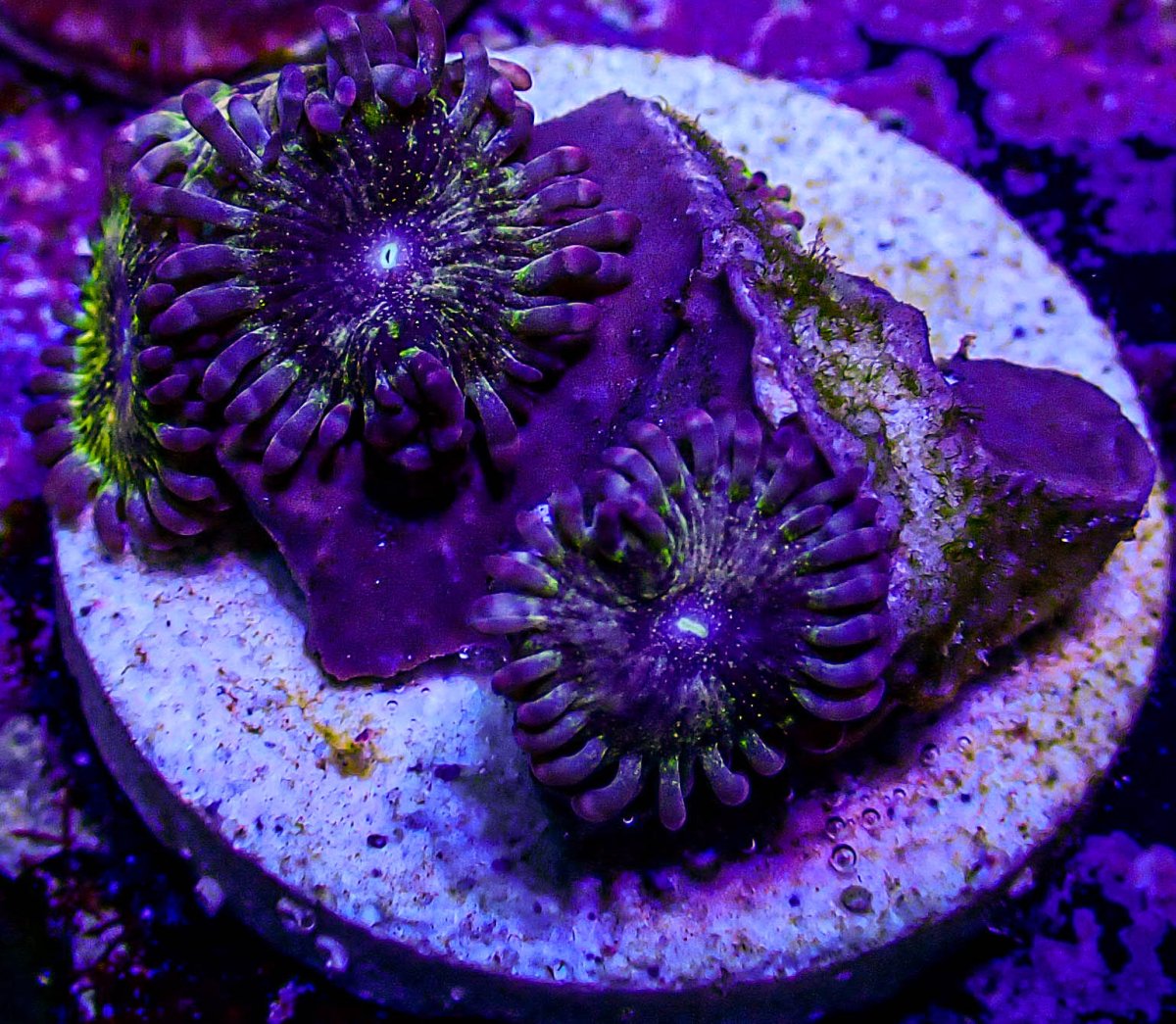 JF frankie's acid trip zoa -266.JPG