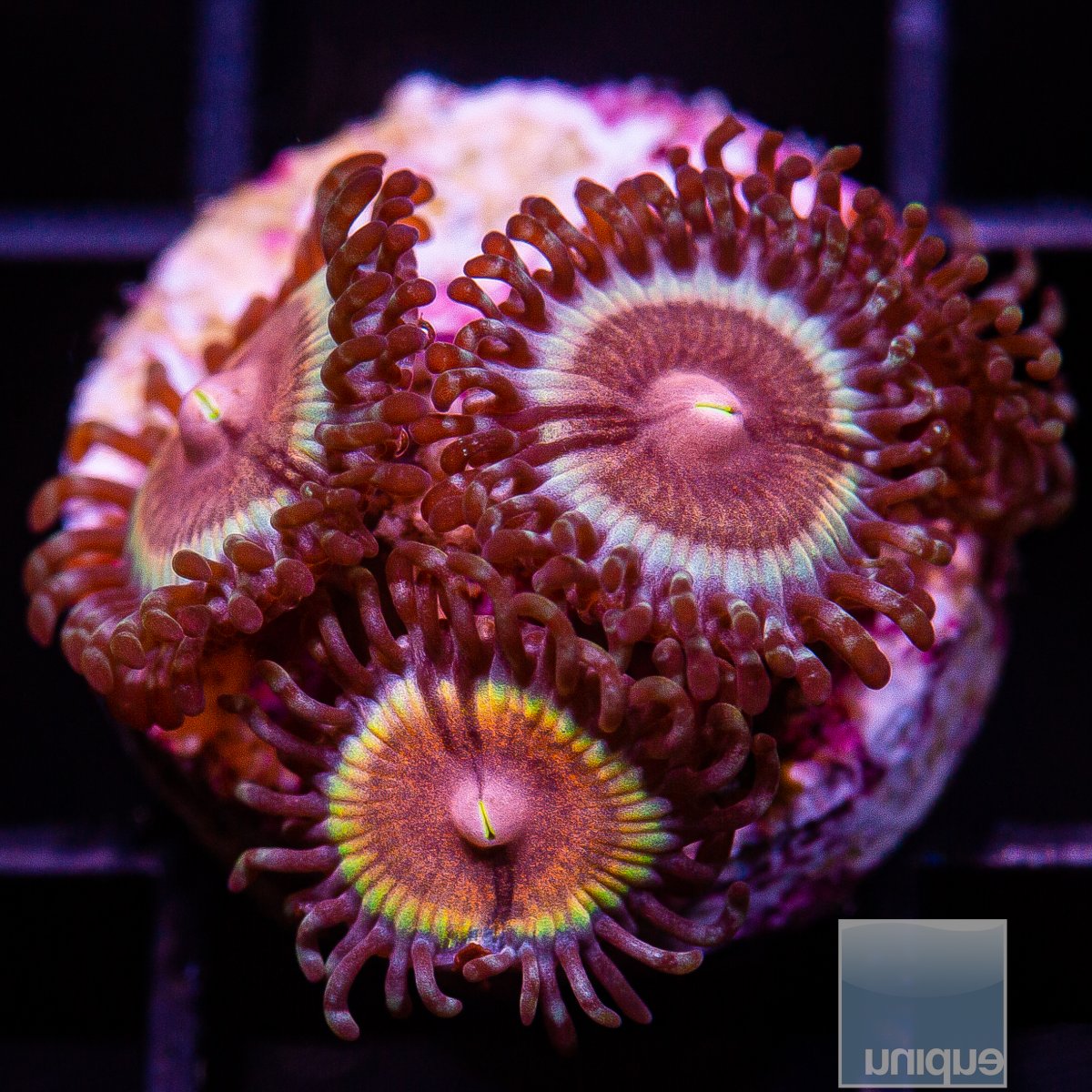 JF Solar Flare Zoanthid 46 32.JPG