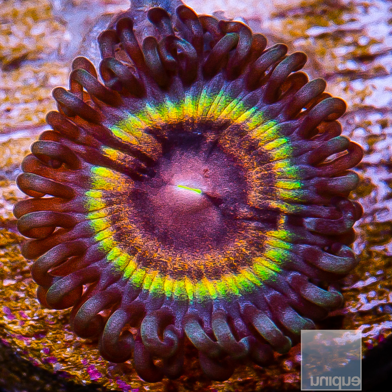 JF Sonic Flair Zoanthid 19 10.JPG