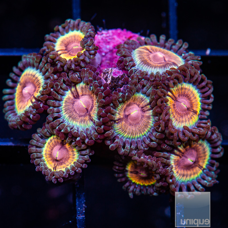 JF Sonic Flare Zoanthid 119 72.JPG