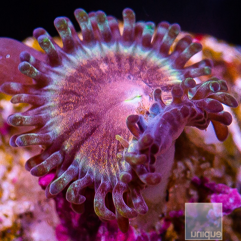 JF Sonic Flare Zoanthid 22 5.JPG