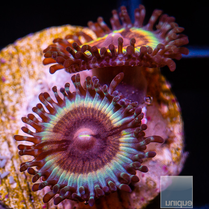 JF Sonic Flare Zoanthid 29 15.JPG