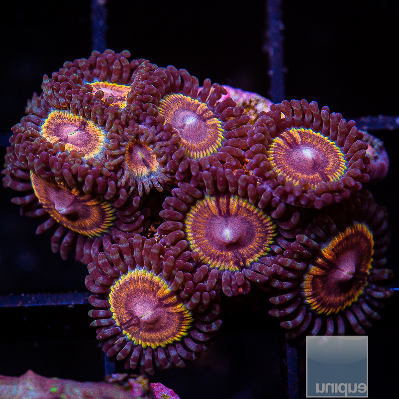 JF Sonic Flare Zoanthid Colony 149 93.JPG