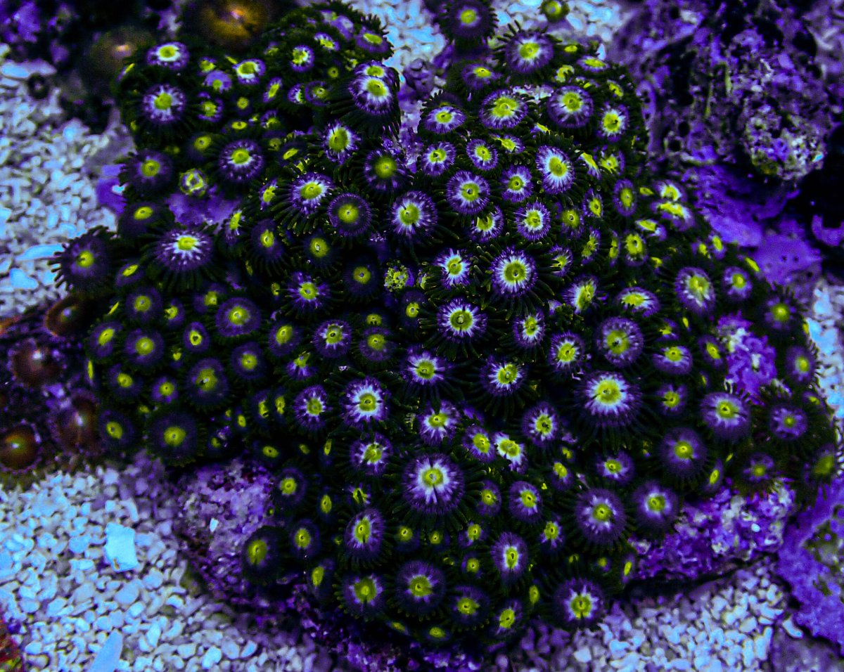 JF Star Gazer Zoa Colony -276.JPG