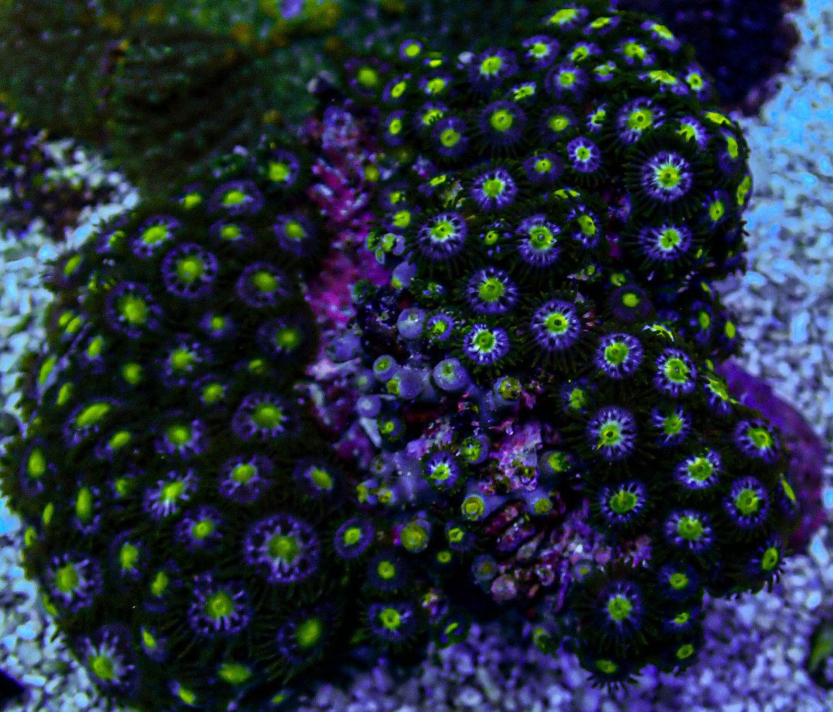 JF Star Gazer Zoa Colony -282.JPG